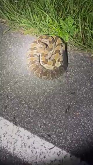 Timber Rattlesnake (Crotalus horridus) | The West Virginia ...