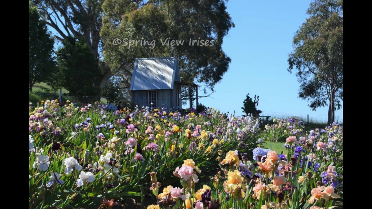 About Us | Spring View Irises