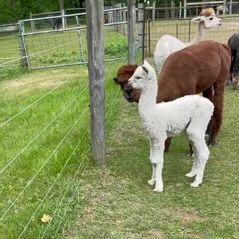 Alpacas NJ | Hidden Brook Ranch Alpaca
