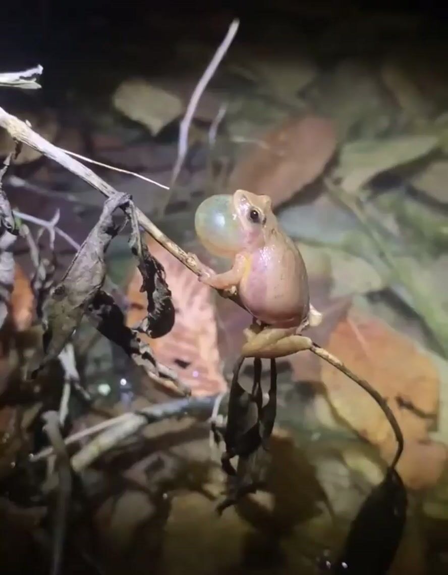 Northern Spring Peeper (Pseudacris c. crucifer) | The West Virginia ...
