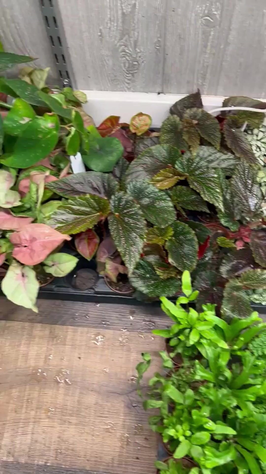 Video Player is loading.