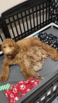 Ginger doodle puppies for sales sale