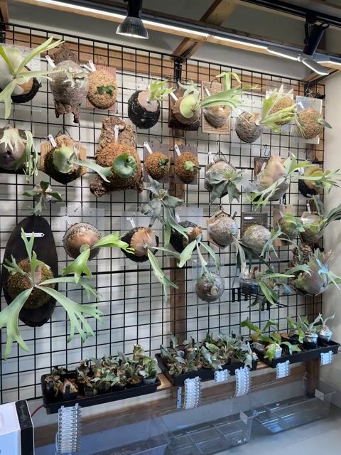 Home | Green Dot Plant