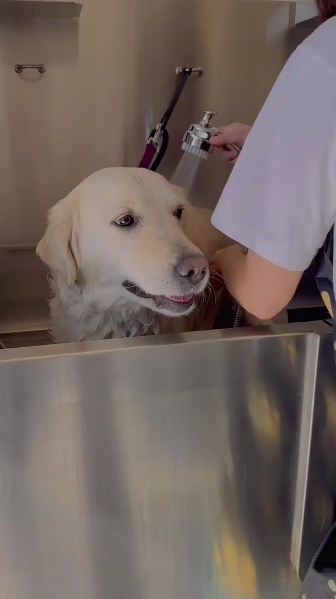 Pet Food & Dog Grooming in Kirkland WA Kirkwood Pets Grooming