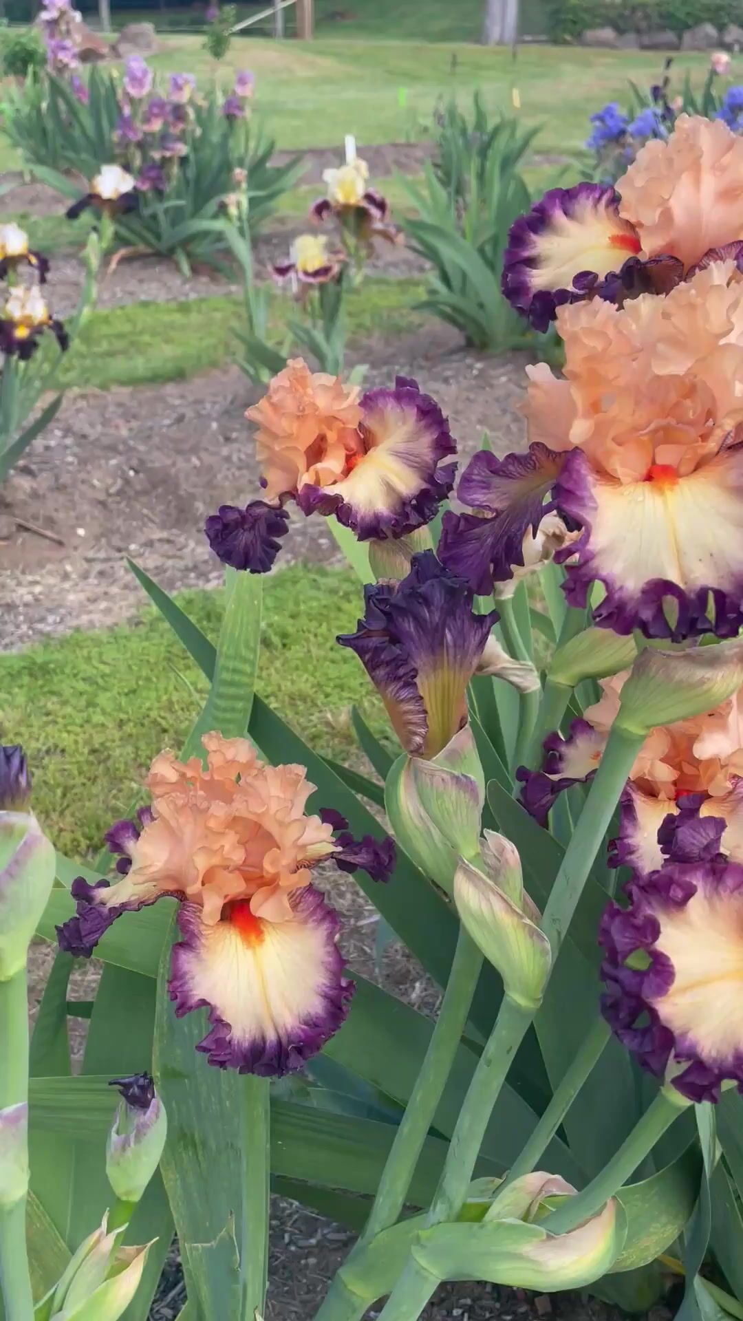 Home | Spring View Irises