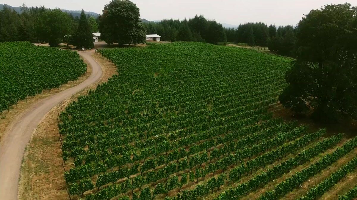 Home | Styring Vineyards & Winery