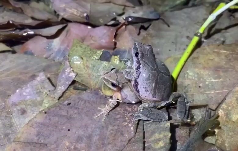 Northern Spring Peeper (Pseudacris c. crucifer) | The West Virginia ...