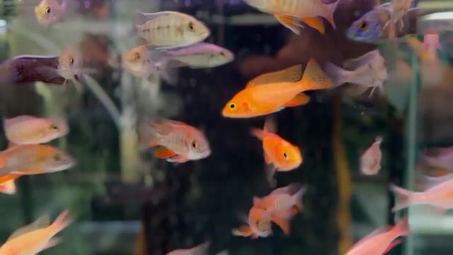 Best online on sale aquarium fish store